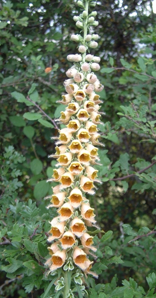 Digitalis ferruginea / Digitale ferrugginosa, Digitale bruna